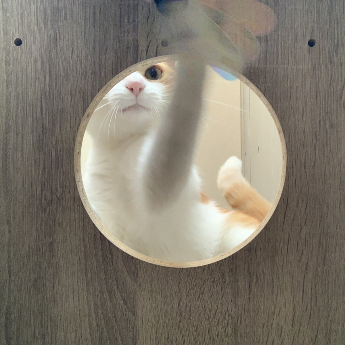 stripe_design's tweet photo. 今日は猫の日♡
いつも幸せをありがとう♪
#猫の日 https://t.co/qR0oJk2cXG