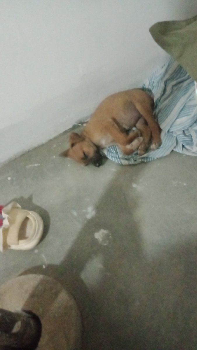 Hoy me encontré una cachorrita en la puerta de mi casa, estoy buscando a alguien que quiera adoptarla aquí en Lima-Perú, es muy cariñosa.
No puedo tenerla porque ya tengo 2 y una está enferma, su tratamiento es caro por lo que tener 3 se me hace imposible ;--; 
#Adopción #AdoptMe