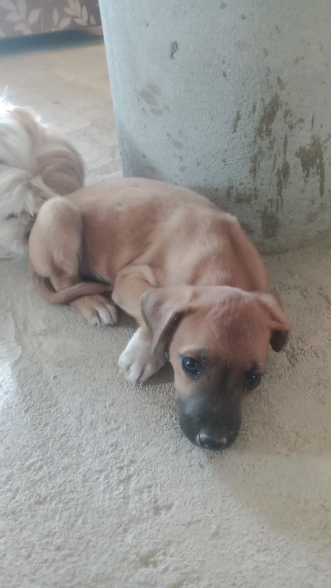 ATLeonis1's tweet photo. Hoy me encontré una cachorrita en la puerta de mi casa, estoy buscando a alguien que quiera adoptarla aquí en Lima-Perú, es muy cariñosa.
No puedo tenerla porque ya tengo 2 y una está enferma, su tratamiento es caro por lo que tener 3 se me hace imposible ;--; 
#Adopción #AdoptMe https://t.co/kVuAFHEMG0