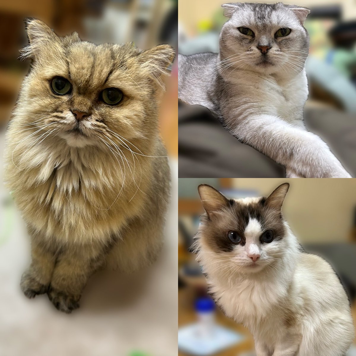 にゃんにゃんにゃんの日が、今年もきましたね🐱🩷

みなさんも猫の日、存分に楽しんで、猫さんに癒されてお過ごしください😊🐱💕

私の実家の猫さんたちを置いておきますね🫶🐈

#猫の日　#にゃんにゃんにゃんの日