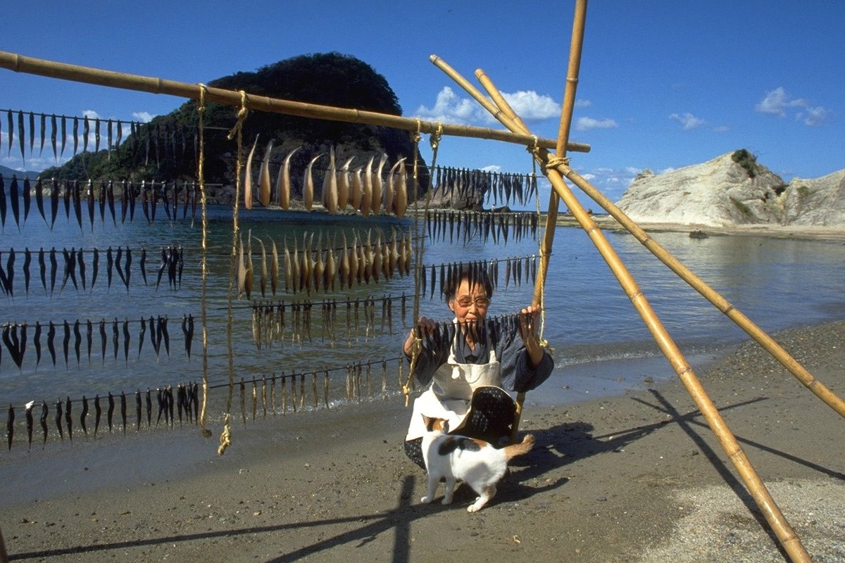 imgnbkpro's tweet photo. 天気のよい日、いわし、かれい、きすを干す
『聞き書　兵庫の食事』但馬海岸の食より https://t.co/5868SdkFR5