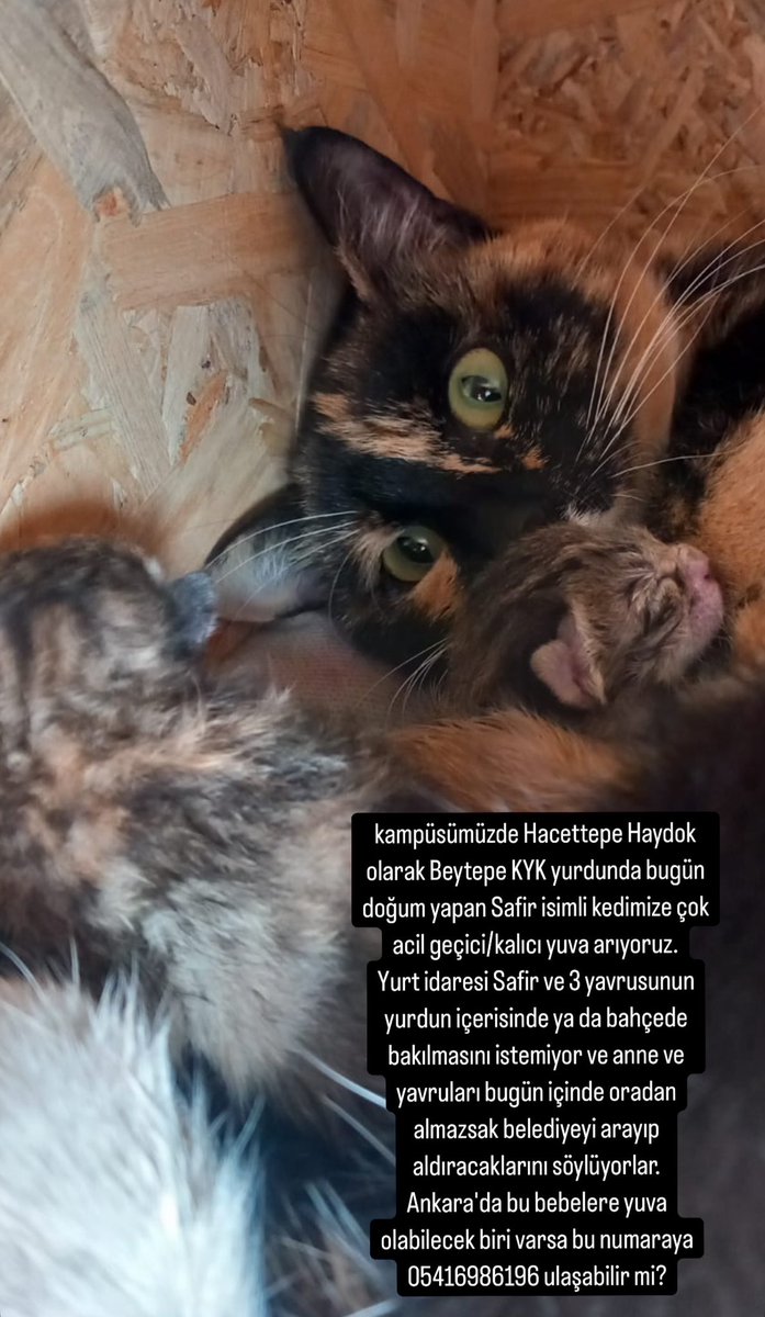 berenbirdd's tweet photo. Arkadaşlar bu kedi Ankara'da yurt odasında doğum yapmış. Eğer geçici yuva bulunamazsa barinağa düşecek. Elden ele yayıp hayatlarını kurtarmaya çalışalım 🙏
Ankara 
0541 698 61 96 
#yavrukedi #kedisahiplenme #ömürlükyuva #kedi #ankara https://t.co/3wAMdPZDQm