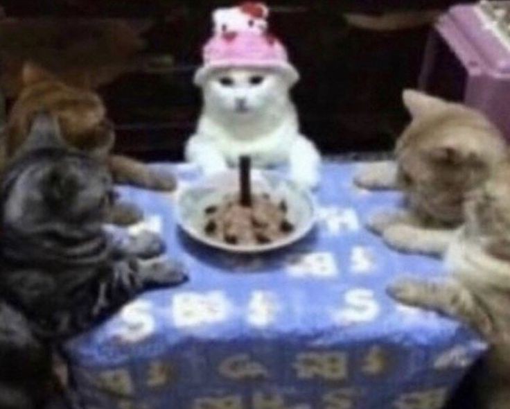 SIM, É FESTA! <a href="/tentacreditar/">dudua</a> feliz aniversário, meu amor. EU AMOOOO VOCÊ DEMAAAAIS, você é uma pessoa incrível, eu poderia passar horas escrevendo coisas boas sobre você. Você é luz. FELIZ ANIVERSÁRIO!  🤍
