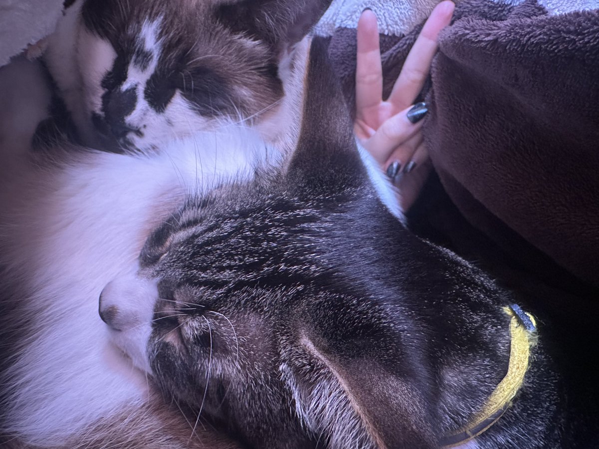 #猫の日