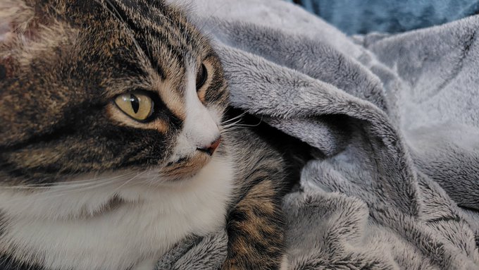 一度見せたかもしれないが何回でもねこみろ
#猫の日 