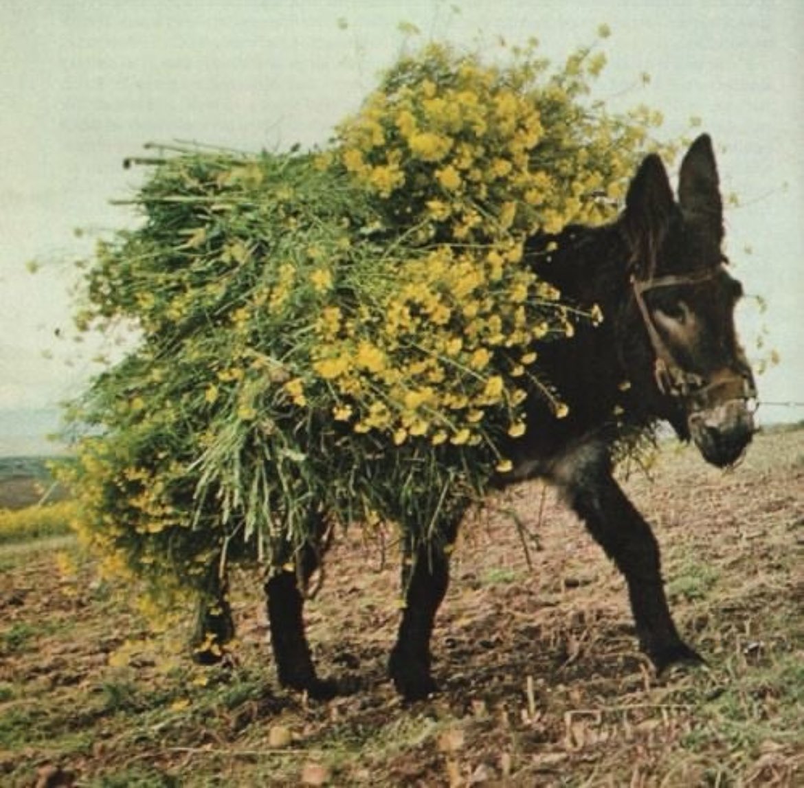 You can carry your burdens with grace