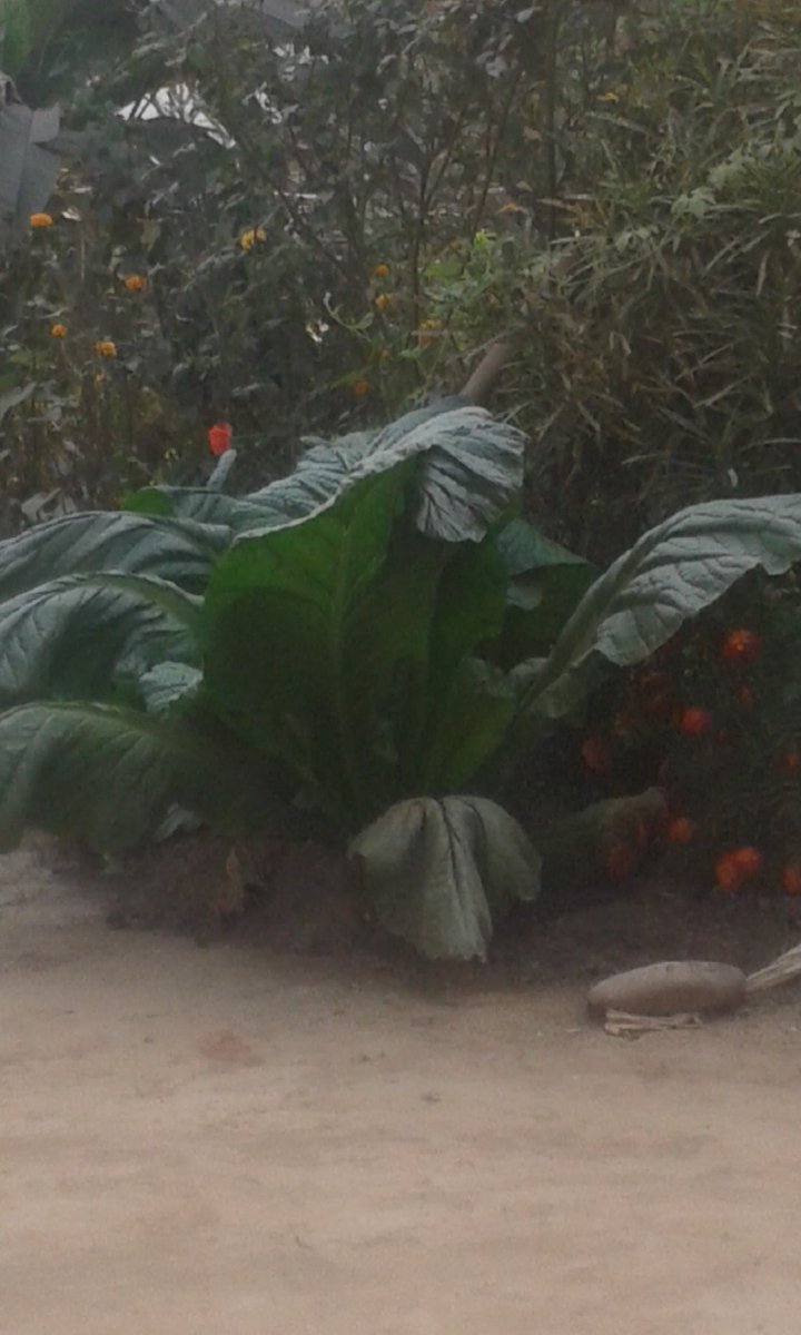 रायोको साग एउटै बोटमा एक छाक पुग्ने भएछ