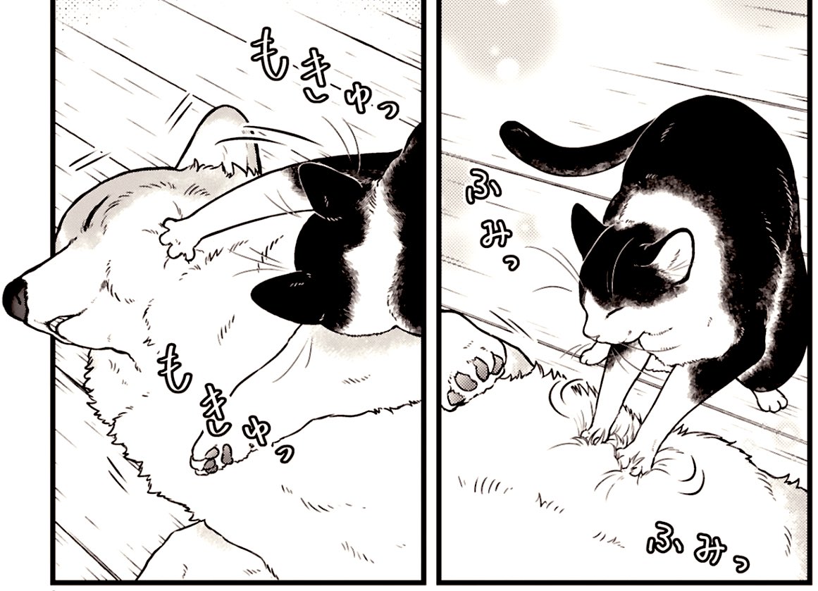 揉み師に起こされるコーギー

#猫の日2025
#殿と犬🐶 