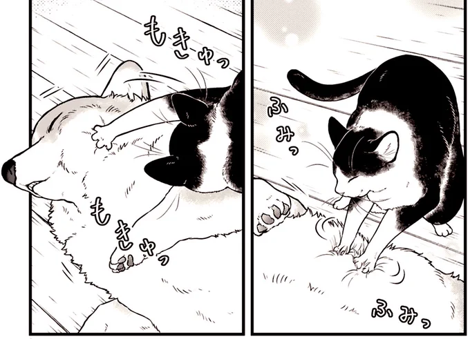 揉み師に起こされるコーギー

#猫の日2025
#殿と犬🐶 