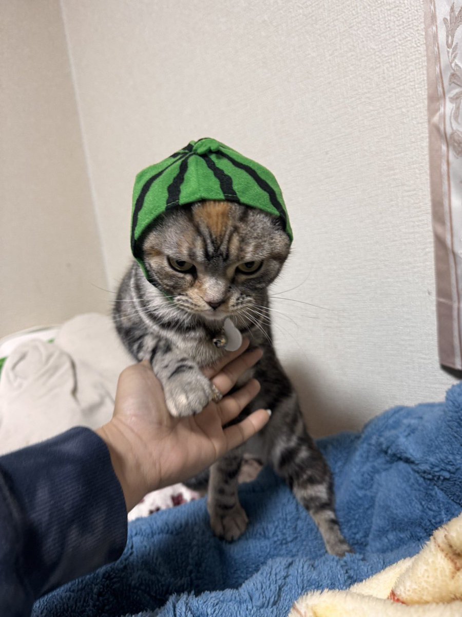 7Kento8's tweet photo. 不貞腐れるスイカ

#猫の日 #2月22日 https://t.co/NcJeldsDgf