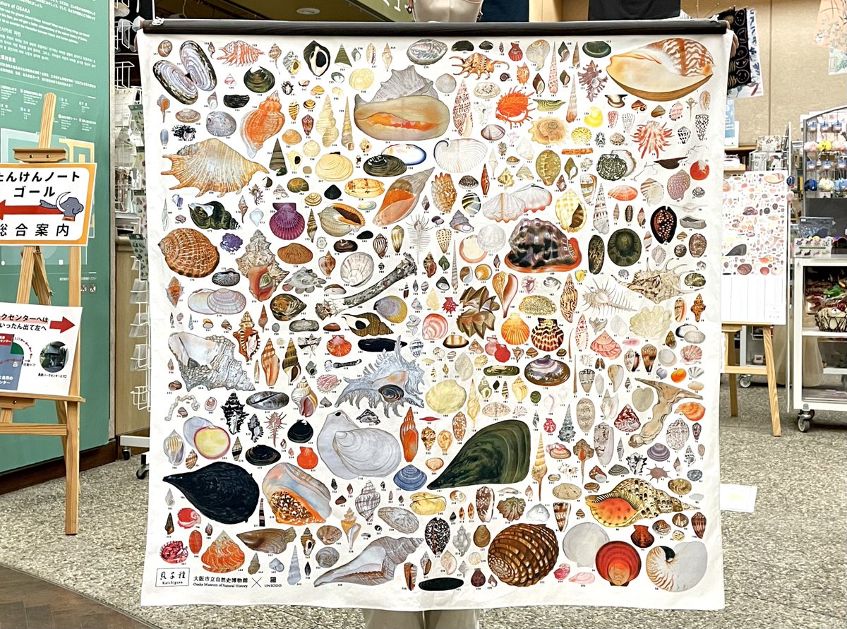 【新品未開封】貝千種　風呂敷　貝に沼る　数量限定販売品　自然史　博物館　完売品 □特別展 #貝に沼る オリジナルグッズ 【貝千種（かいちぐさ）風呂敷