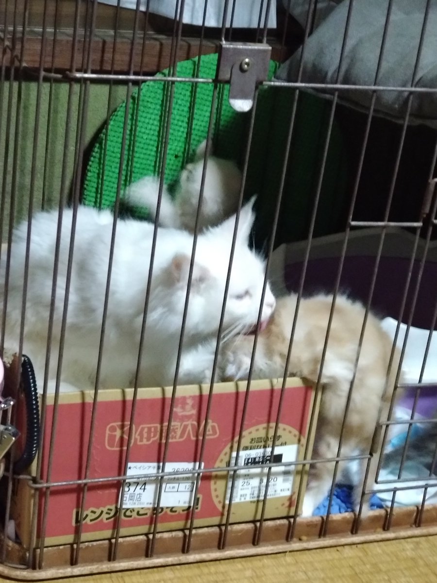 Mikazukicococo's tweet image. 猫の日🐱 去年太川陽介さんとテレビに出たメイちゃん♪ 子猫が現在４キロ超え💦 最近やらかしてばかりいるので 怒ってます! 
#猫の日
#メインクーン
#猫好きさんと繋がりたい 
#ねこかわいいね