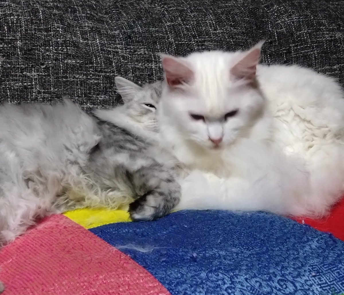 Mikazukicococo's tweet image. 猫の日🐱 去年太川陽介さんとテレビに出たメイちゃん♪ 子猫が現在４キロ超え💦 最近やらかしてばかりいるので 怒ってます! 
#猫の日
#メインクーン
#猫好きさんと繋がりたい 
#ねこかわいいね