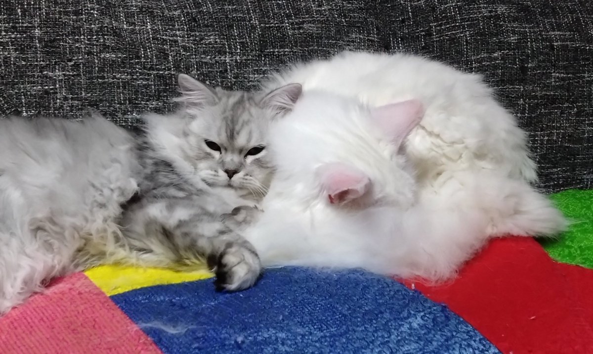 Mikazukicococo's tweet image. 猫の日🐱 去年太川陽介さんとテレビに出たメイちゃん♪ 子猫が現在４キロ超え💦 最近やらかしてばかりいるので 怒ってます! 
#猫の日
#メインクーン
#猫好きさんと繋がりたい 
#ねこかわいいね