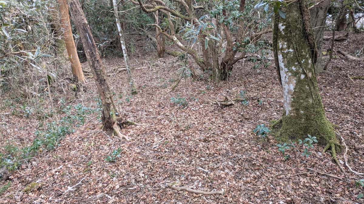 Davout77's tweet photo. 箱根ターンパイクに一切侵入せず、御所山城に到達致しました。写真は虎口。
城郭関係の方々はこの不毛な偉業を褒めて下さい＼(-o-)／
なお、例の朽ちた標柱は発見できませんでした… https://t.co/AnQ6Nx0zSA