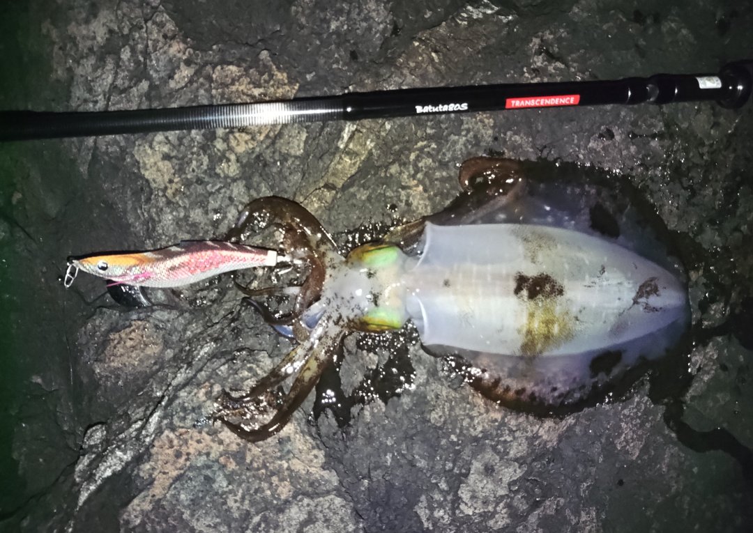 当店初注文！
トランスセンデンスのエギングパックロッド「バトゥータ80s」をご注文頂きました。
ご利用ありがとうございますm(._.)m
50センチ以下の仕舞い寸法で自転車や遠征でも使え、パックロッドとは思えない使用感はエギングロッドとしても文句無し！
#気仙沼 #MAKE #バトゥータ80S #エギング