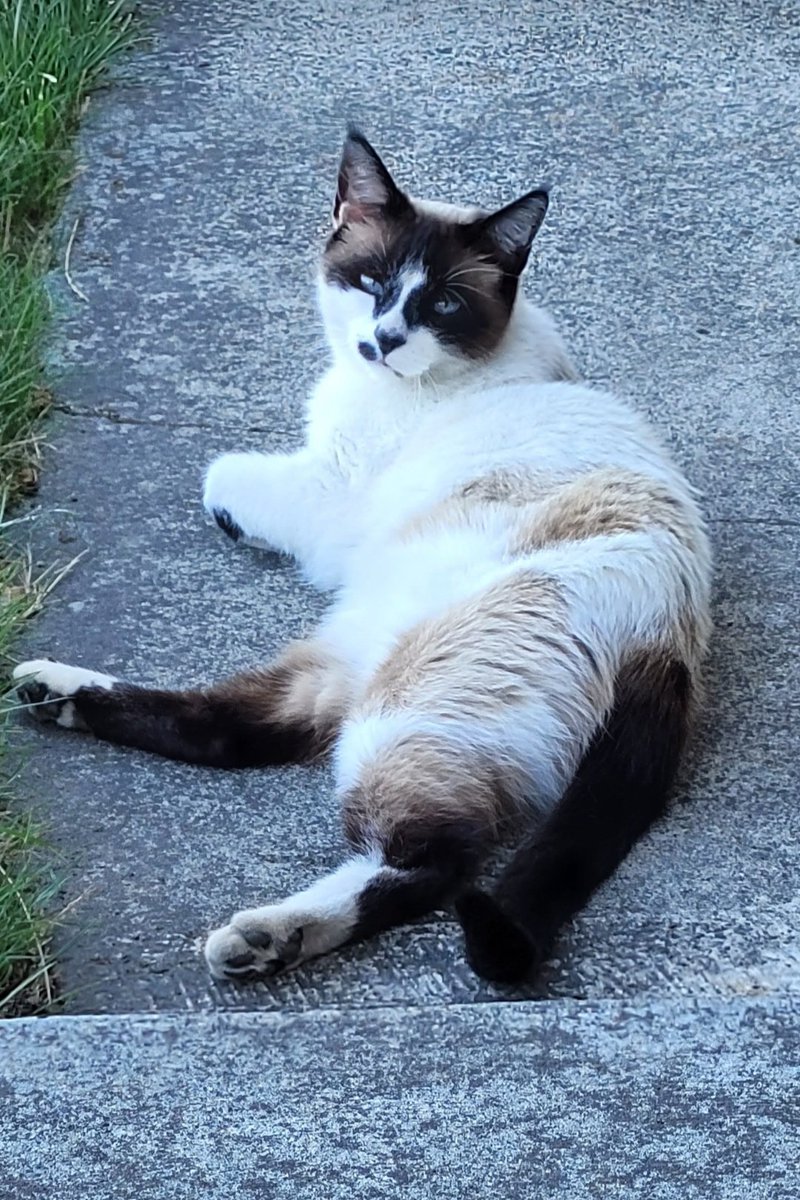 SusanAllen11sd's tweet photo. We had to put our family member Gizmo to rest this past week. He was only 8 and had cancer. He had a great personality. 1 thing I will miss is him waiting for me in the driveway when I get home from work. He had a great personality and, at time's was too smart. #Earpers https://t.co/p54wtAJvXx