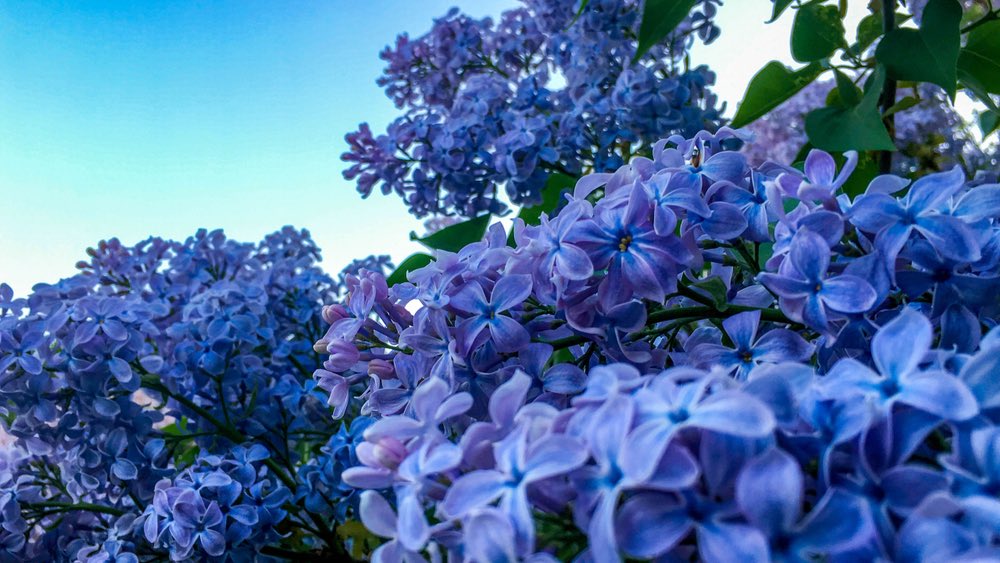 bessuren's tweet photo. funny little realization. the assyrian word for blue »mìla« is the same etymology as the german word for purple »lila« (+ english »lilac«).

they range in ~indigo~~magenta, so the deviation makes sense. https://t.co/mlI8TJdx2Y