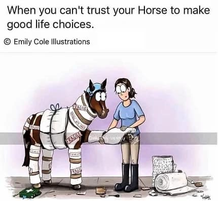 EquineRehab's tweet photo. https://t.co/AbDeEiH8Oh