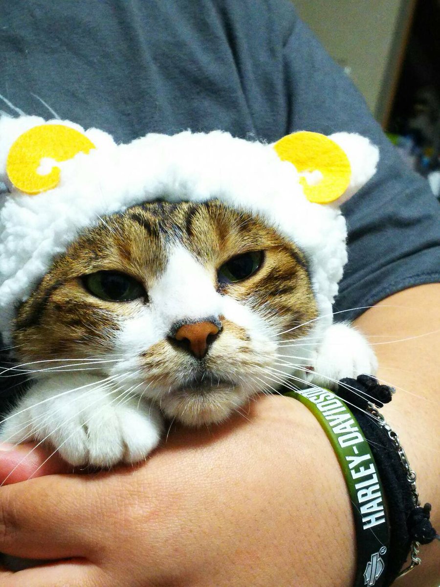 新着入荷の通販 サビ猫」ポジャギ けいとたまちゃんです
