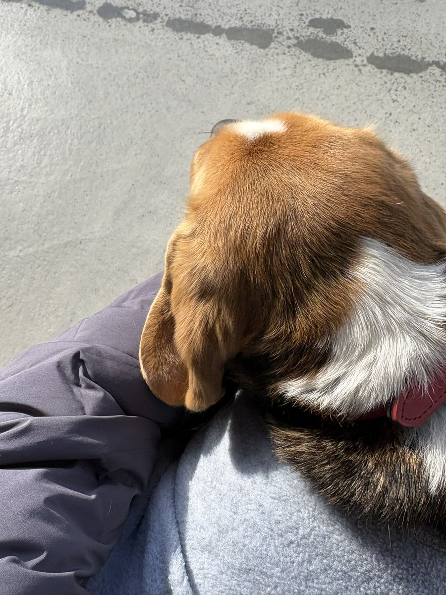 お膝の上が大好きで、下りるのを拒否した5歳児がこちら。
あったかかったね☺️