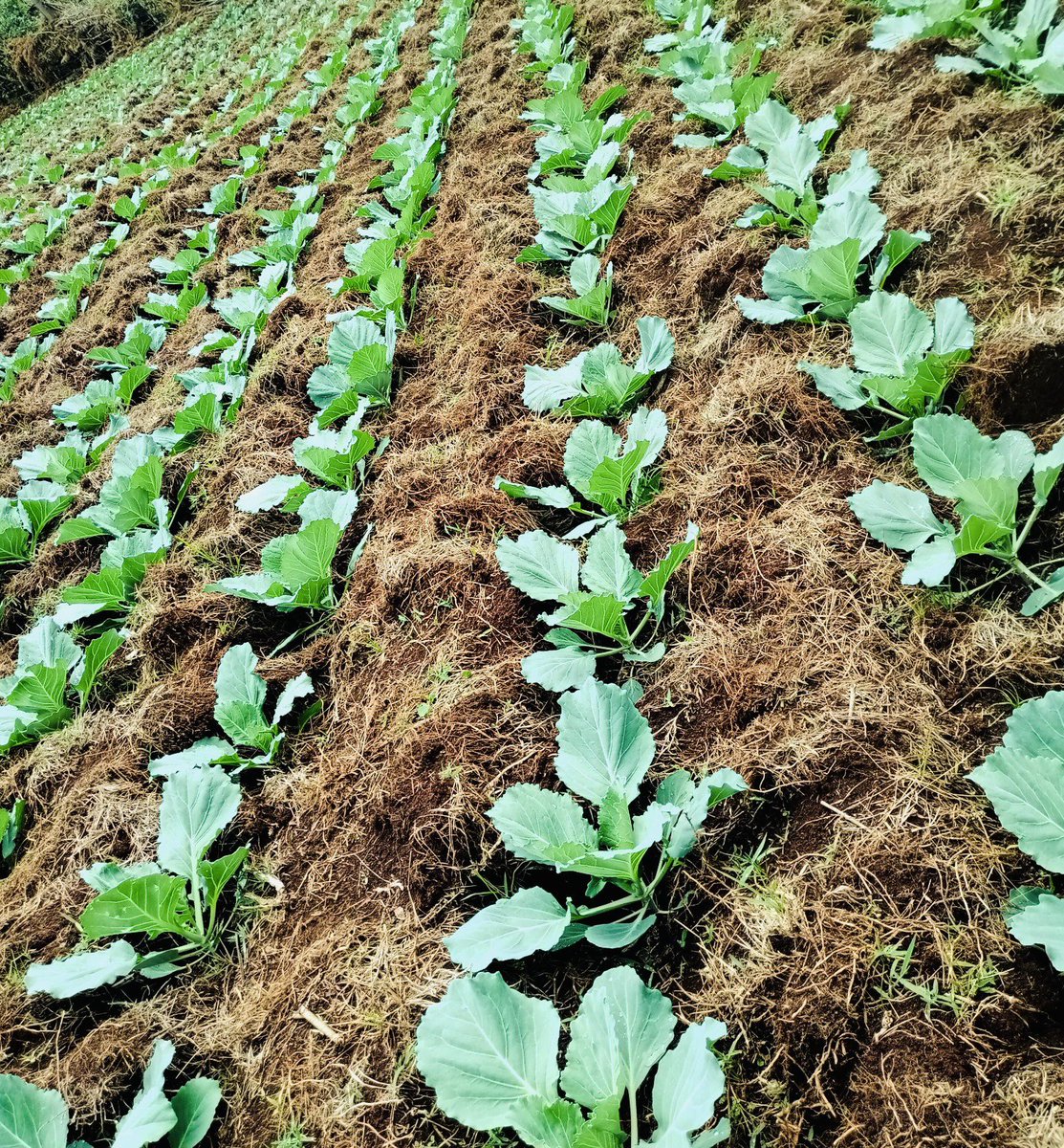 Lee_Fabricee's tweet image. ARE YOU INTERESTED IN #CABBAGEFARMING ?!

#Cabbage plants are a good choice for farmers who are looking to maximize their profits, as they have a high yield per acre.

It’s a relatively low-maintenance #crop and can be grown using a variety of methods, such as hydroponics and…