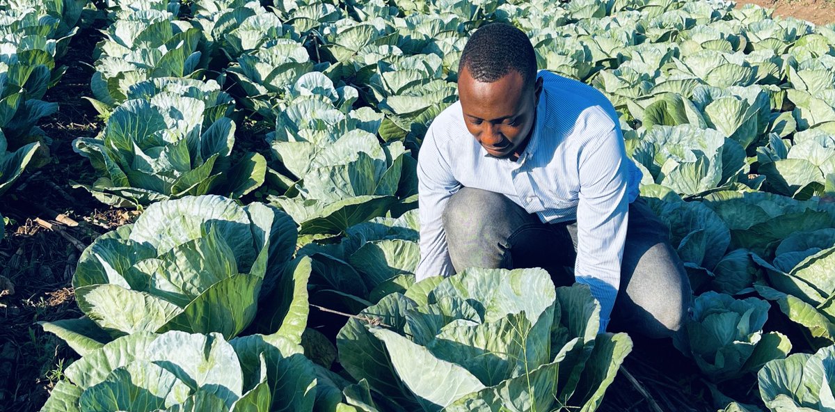 Lee_Fabricee's tweet image. ARE YOU INTERESTED IN #CABBAGEFARMING ?!

#Cabbage plants are a good choice for farmers who are looking to maximize their profits, as they have a high yield per acre.

It’s a relatively low-maintenance #crop and can be grown using a variety of methods, such as hydroponics and…