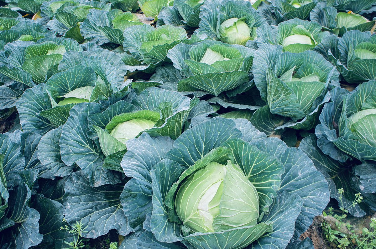 Lee_Fabricee's tweet image. ARE YOU INTERESTED IN #CABBAGEFARMING ?!

#Cabbage plants are a good choice for farmers who are looking to maximize their profits, as they have a high yield per acre.

It’s a relatively low-maintenance #crop and can be grown using a variety of methods, such as hydroponics and…