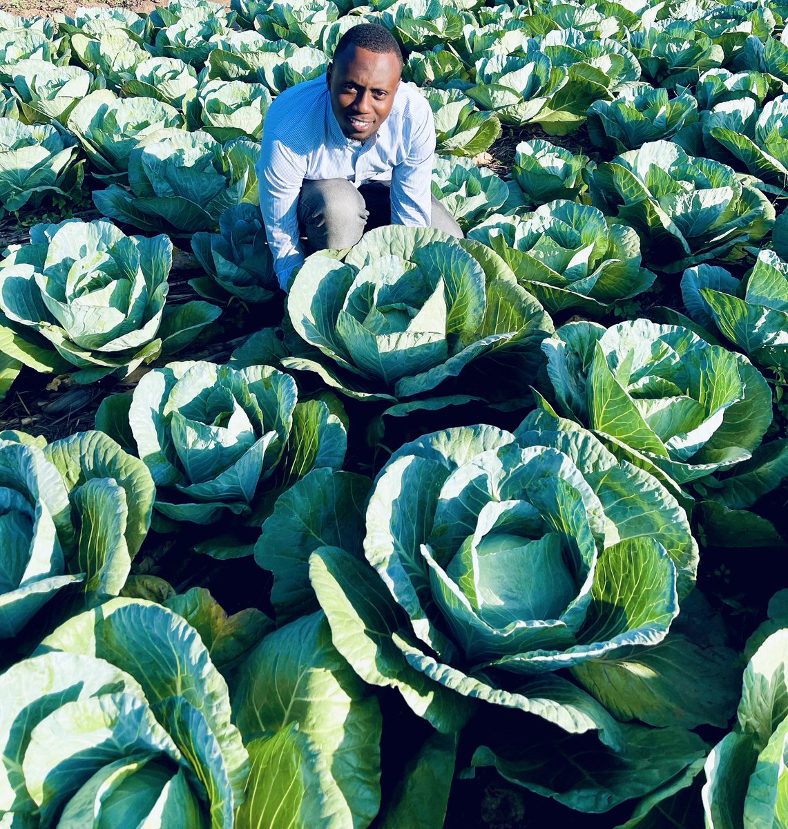 Lee_Fabricee's tweet image. ARE YOU INTERESTED IN #CABBAGEFARMING ?!

#Cabbage plants are a good choice for farmers who are looking to maximize their profits, as they have a high yield per acre.

It’s a relatively low-maintenance #crop and can be grown using a variety of methods, such as hydroponics and…