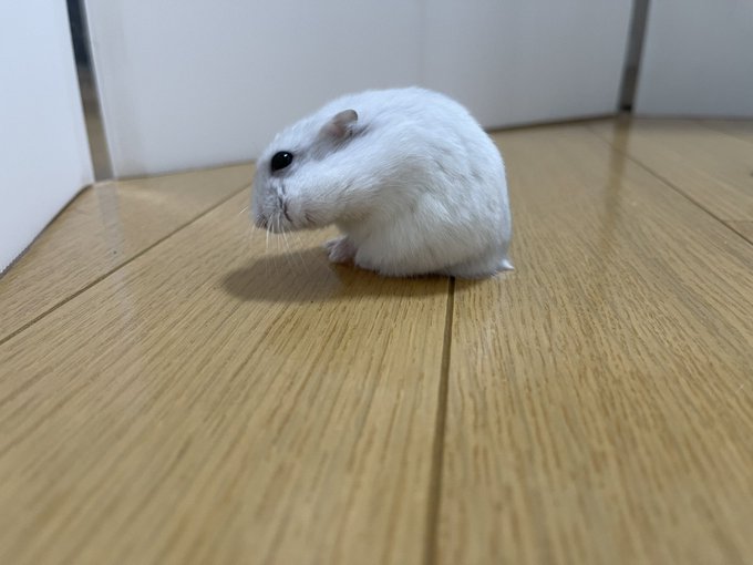 slightlyphinyy's tweet photo. @edgymadlad @koreanman dis dundid rat just sllippinng on my pikle concjuction ? his hole motha gone feel theh fear of me grustank,,, @lugimangione hlep this sewr slipin soccoundrel scor some sneaky swewer surlp syrup ya hare"" https://t.co/jdEoYaUf3d