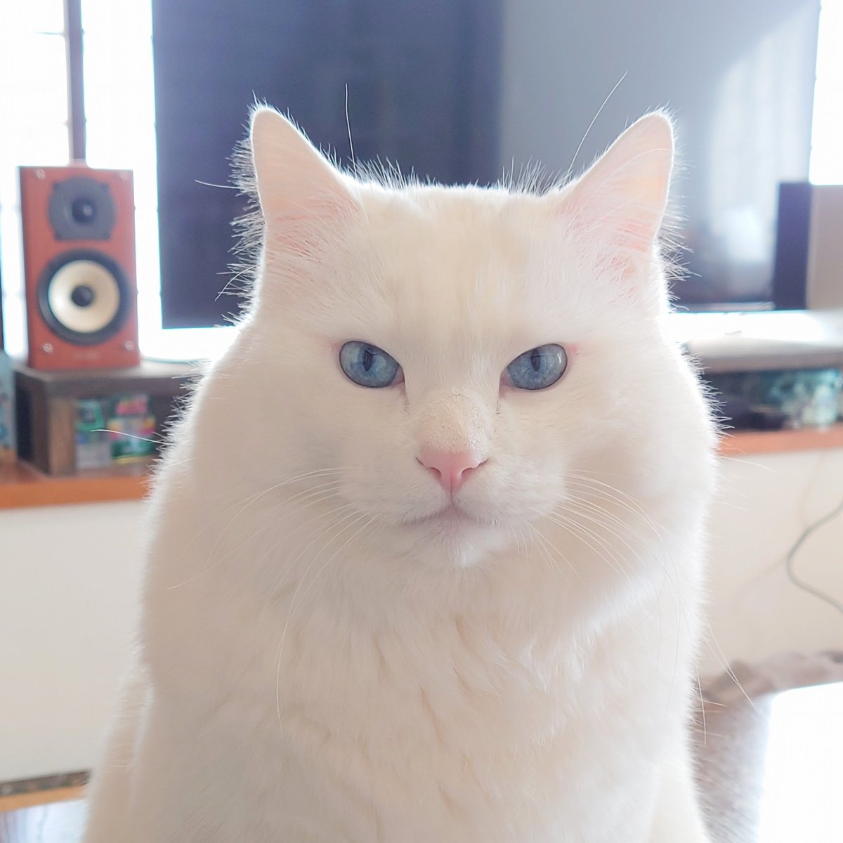 もんちゃん (@monchan_59) / Posts / X