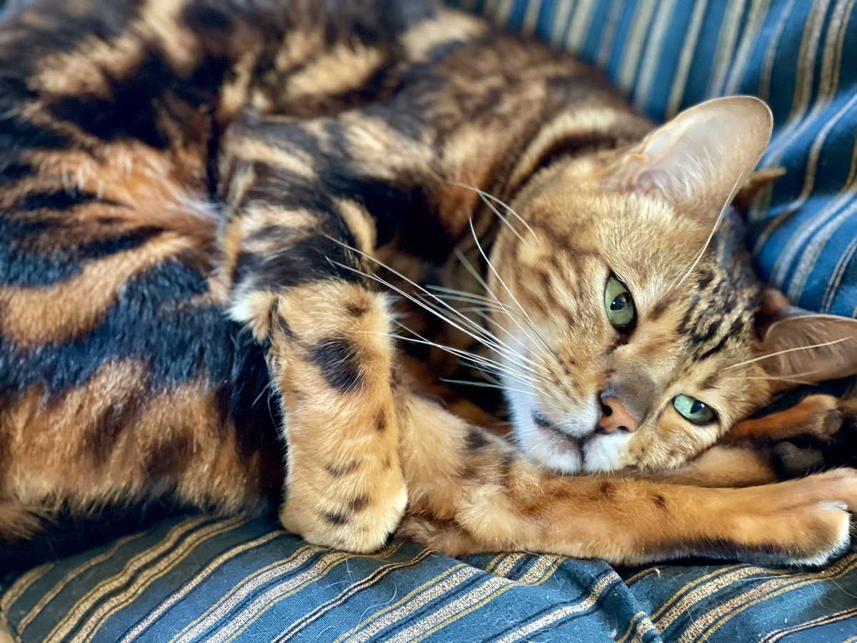 LeoTheWildcat's tweet photo. にゃんにゃんにゃん。#猫の日 https://t.co/TVbfVAI4vI