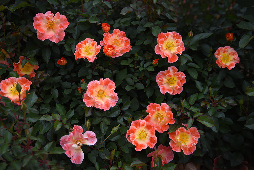 aburajin7's tweet image. 感精과 理智가 마주치는 刹那에 人面의 惡魔와 獸心의 天使가 보이랴다 사라집니다.

흔들어 빼는 님의 노래까락에 첫 잠든 어린 잔나비의 애처러운 꿈이 꽃 떨어지는 소리에 깨었읍니다.
죽은 밤을 지키는 외로운 등잔불의 구슬꽃이 제 무게를 이기지 못하여 고요히 떨어집니다.

#장미 #HotFire