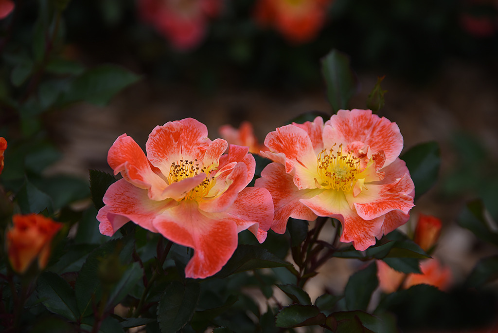 aburajin7's tweet image. 感精과 理智가 마주치는 刹那에 人面의 惡魔와 獸心의 天使가 보이랴다 사라집니다.

흔들어 빼는 님의 노래까락에 첫 잠든 어린 잔나비의 애처러운 꿈이 꽃 떨어지는 소리에 깨었읍니다.
죽은 밤을 지키는 외로운 등잔불의 구슬꽃이 제 무게를 이기지 못하여 고요히 떨어집니다.

#장미 #HotFire