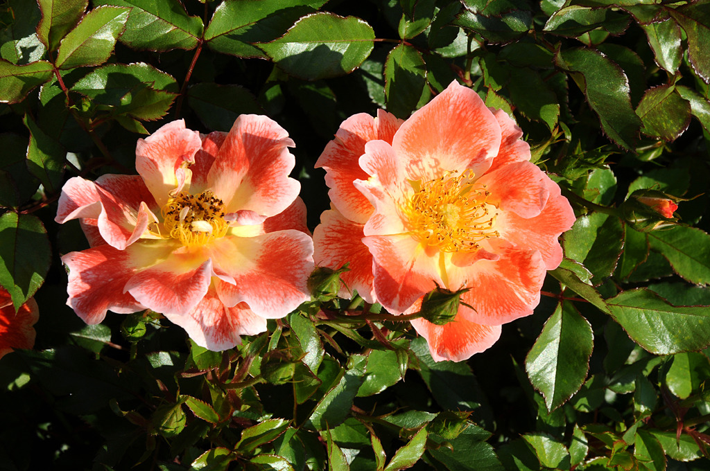 aburajin7's tweet image. 미친불에 타오르는 불쌍한 영(靈)은 絶望의 北極에서 新世界를 탐험(探險)합니다.

사막(沙漠)의 꽃이여 그믐밤의 滿月이여 님의 얼굴이여
피랴는 장미화(薔薇花)는 아니라도 갈지안한 白玉인 순결(純潔)한 나의 입술은 微笑에 沐浴 감는 그 입술에 채 닿지 못하였읍니다.

#장미 #핫파이어 #HotFire