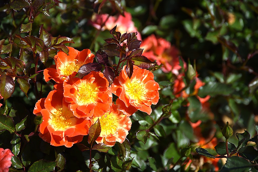 aburajin7's tweet image. 「?」
♣韓龍雲

희미한 졸음이 활발한 님의 발자최 소리에 놀나 깨어 무거운 눈썹을 이기지 못하면서 창을 열고 내다 보았읍니다.
동풍에 몰리는 소낙비는 산 모롱이를 지나가고 뜰앞에 파초닢 위에 빗소리의 남은 音波가 그네를 뜁니다.

#​장미 #핫파이어 #HotFire