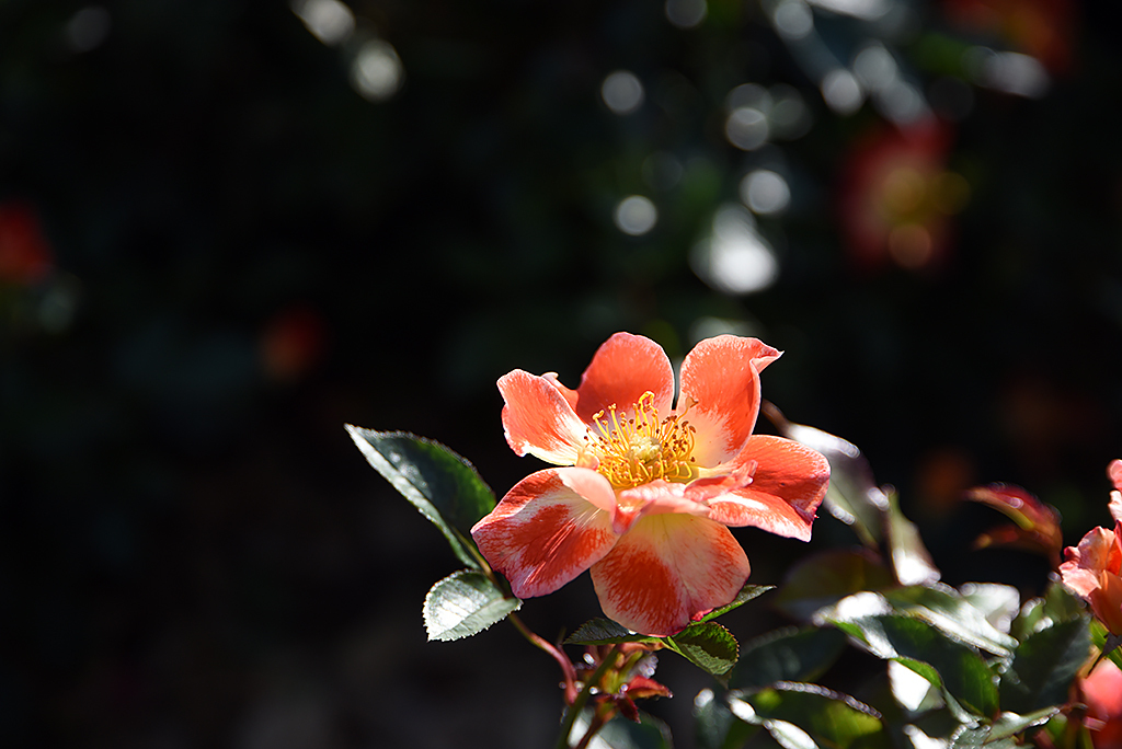 aburajin7's tweet image. 「?」
♣韓龍雲

희미한 졸음이 활발한 님의 발자최 소리에 놀나 깨어 무거운 눈썹을 이기지 못하면서 창을 열고 내다 보았읍니다.
동풍에 몰리는 소낙비는 산 모롱이를 지나가고 뜰앞에 파초닢 위에 빗소리의 남은 音波가 그네를 뜁니다.

#​장미 #핫파이어 #HotFire