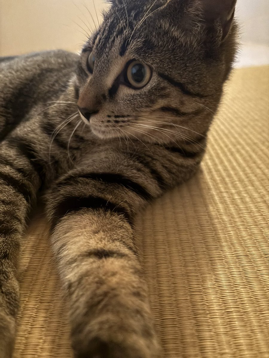 umikuun's tweet photo. 猫の日　ケン太郎､芥子(からし)､山葵(わさび)
＃ねこの日 https://t.co/dfBJ3yyfzo