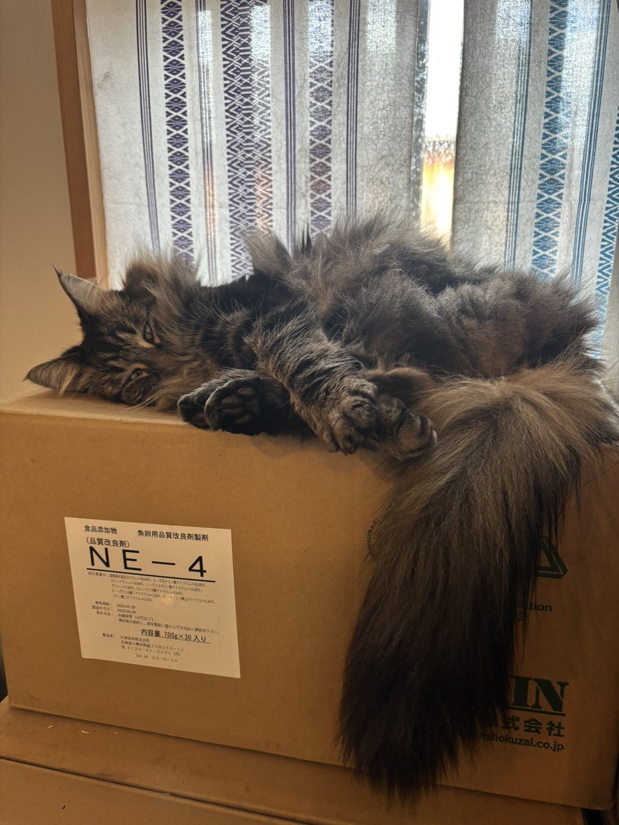 umikuun's tweet photo. 猫の日　ケン太郎､芥子(からし)､山葵(わさび)
＃ねこの日 https://t.co/dfBJ3yyfzo