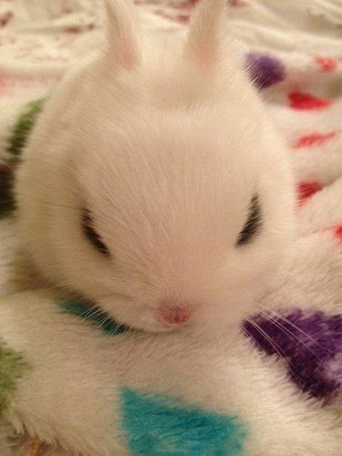 Bunnies's tweet photo. https://t.co/CuMa6V7LPb