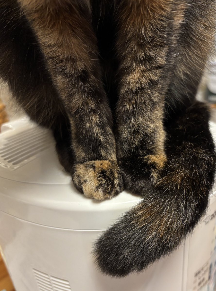 てぇてぇ #猫の日 #さび猫