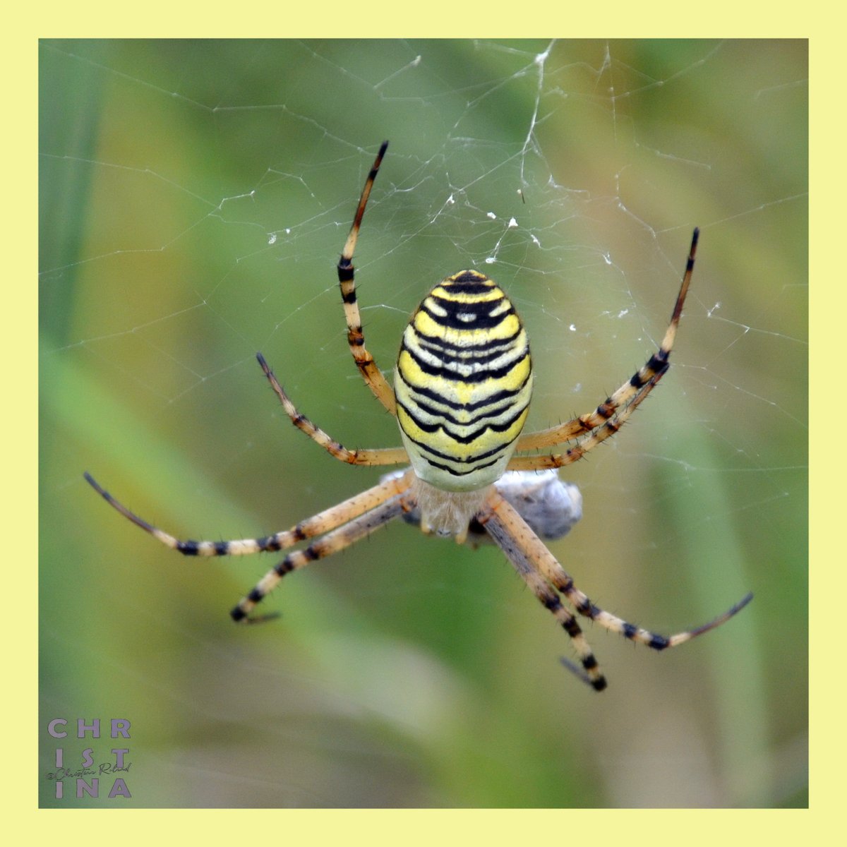 #KleurInDeNatuur dag 22 #Pastelgeel rgb 245 245 156. Je kunt de kleurstof maken met broom en alkali .  Zie alt-tekst voor uitleg over de foto