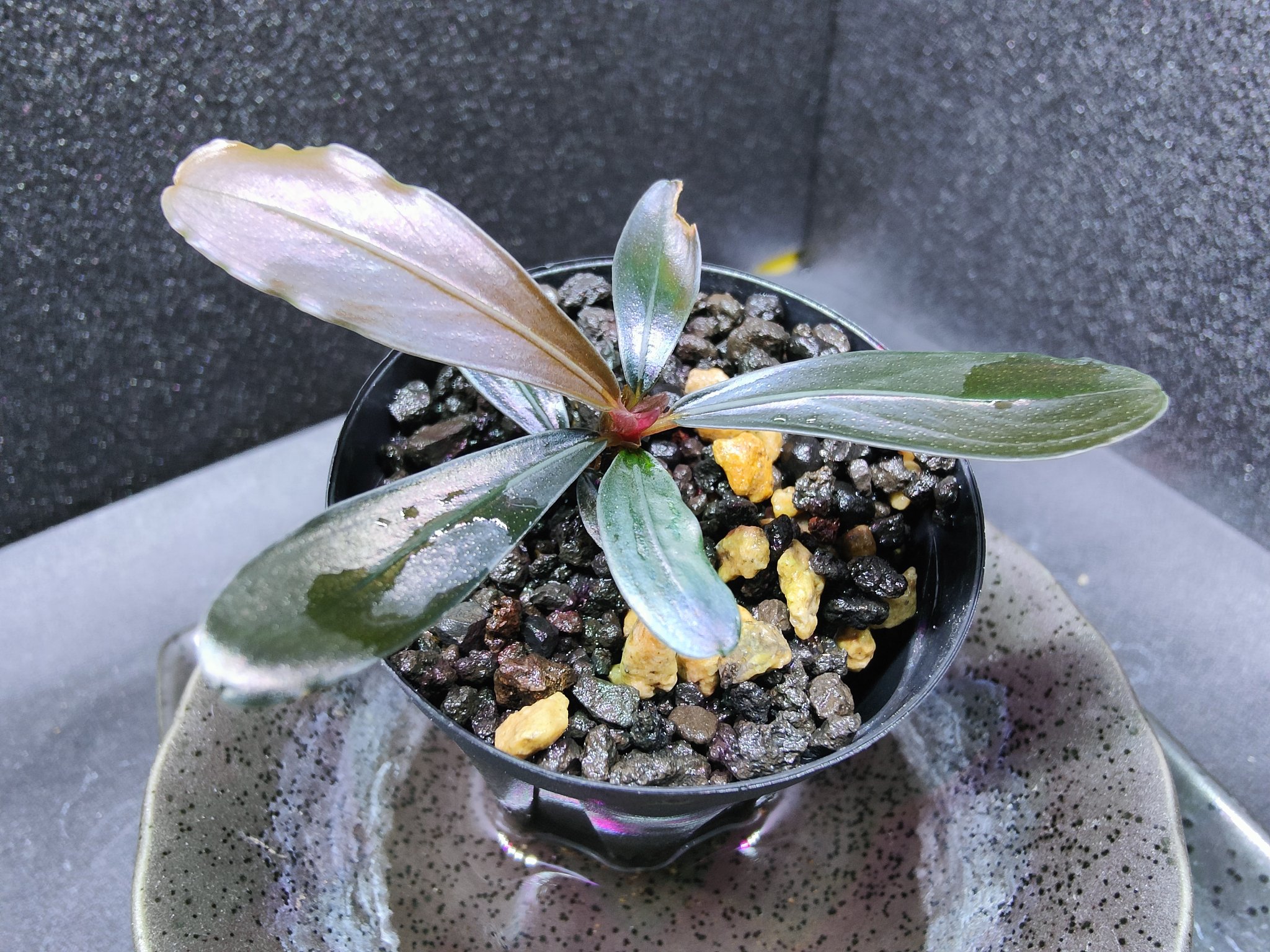 Bucephalandra sp. 茜雲 T-3809-1 TZ便ネームド株 Bucephalandra sp