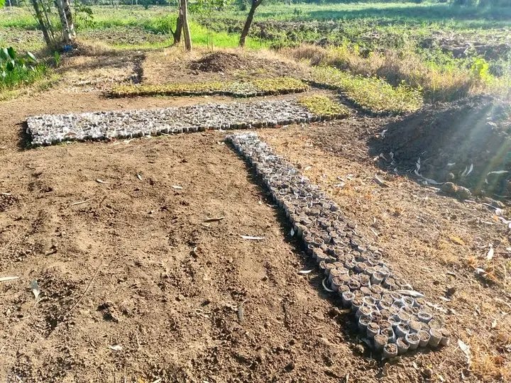 COUNTY VOICE AND RIGHTS tweet media