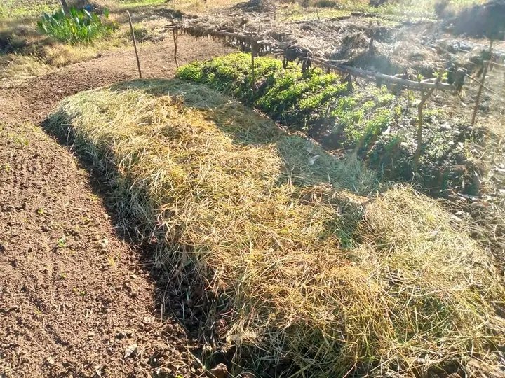 COUNTY VOICE AND RIGHTS tweet media