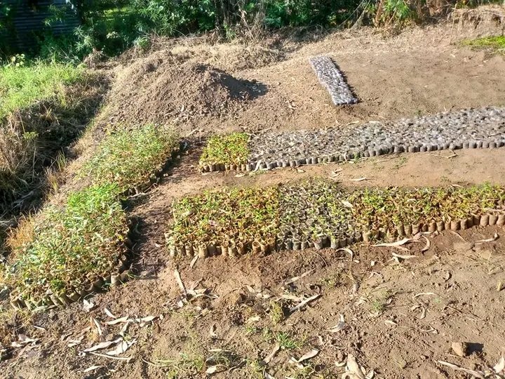 COUNTY VOICE AND RIGHTS tweet media