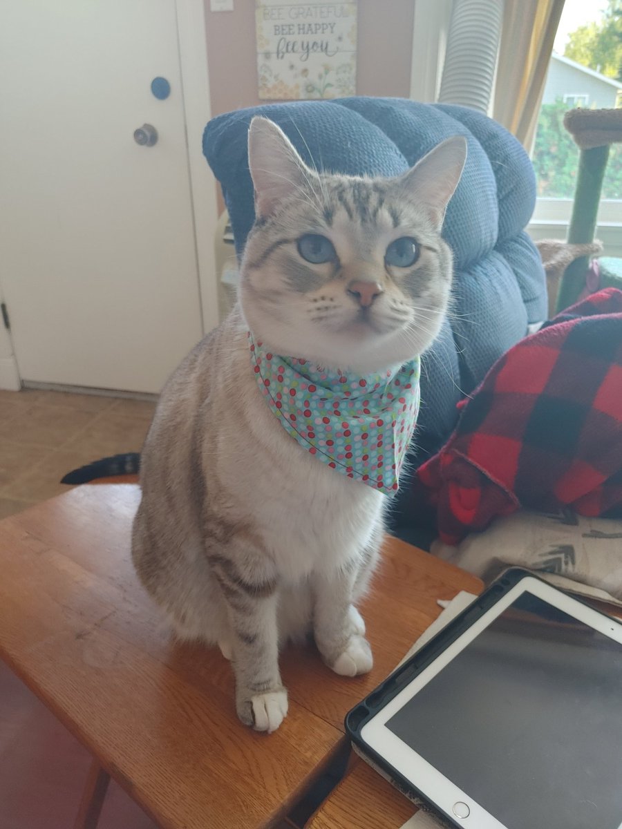 fruitycakeycake's tweet photo. @erunyan666 hi erunyan my girlfriend wanted me to show you my cat Turnip https://t.co/hMvU2HWSSn