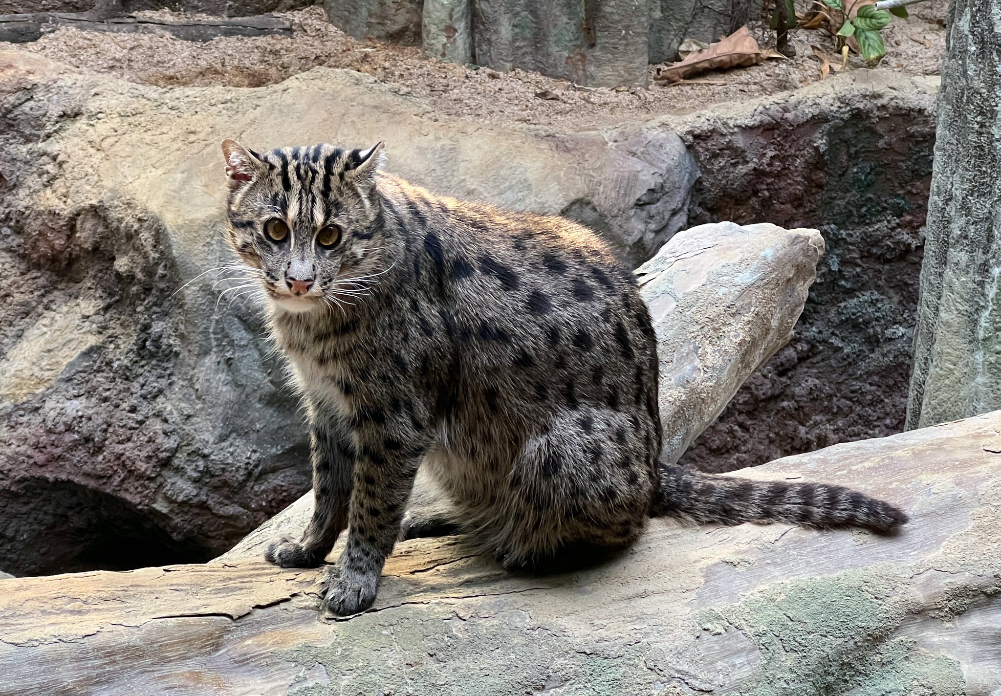 千葉市動物公園 ─リスタート園長ガイドブック | 石田 戢(石田