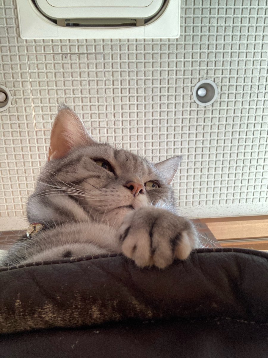 56285tama5's tweet photo. 猫の日
かわゆい https://t.co/X2Dxb3uKks