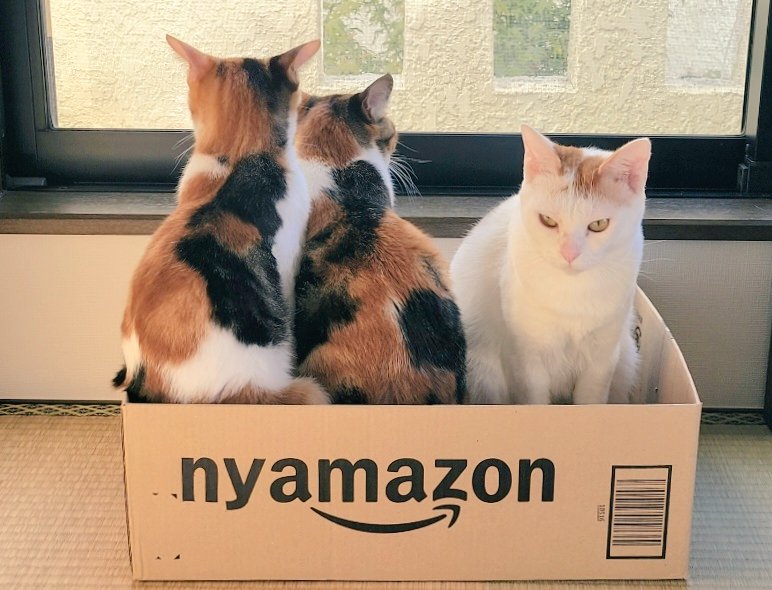 catwood_nov's tweet photo. ㊗️#猫の日
#nyamazon
世界のにゃまぞん達バンザイ https://t.co/E6fhipb8ku